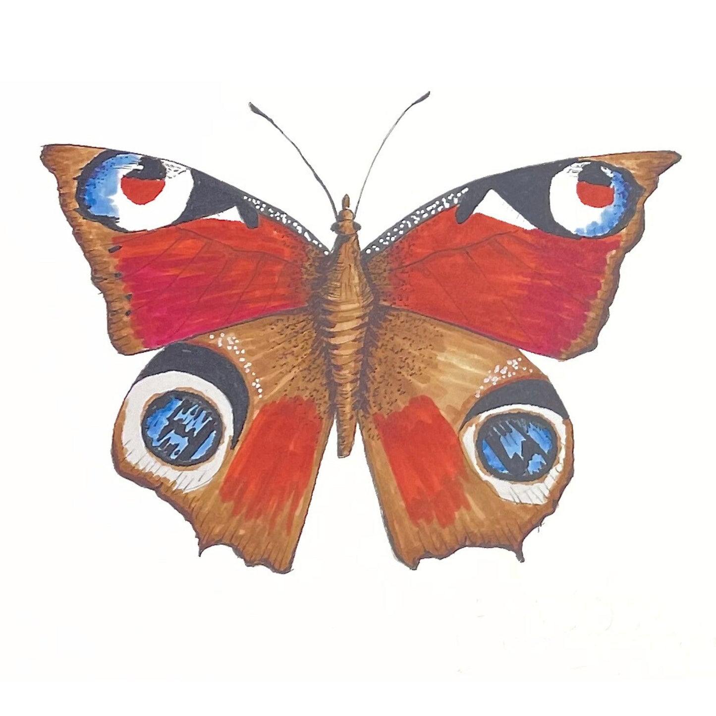 Peacock Butterfly