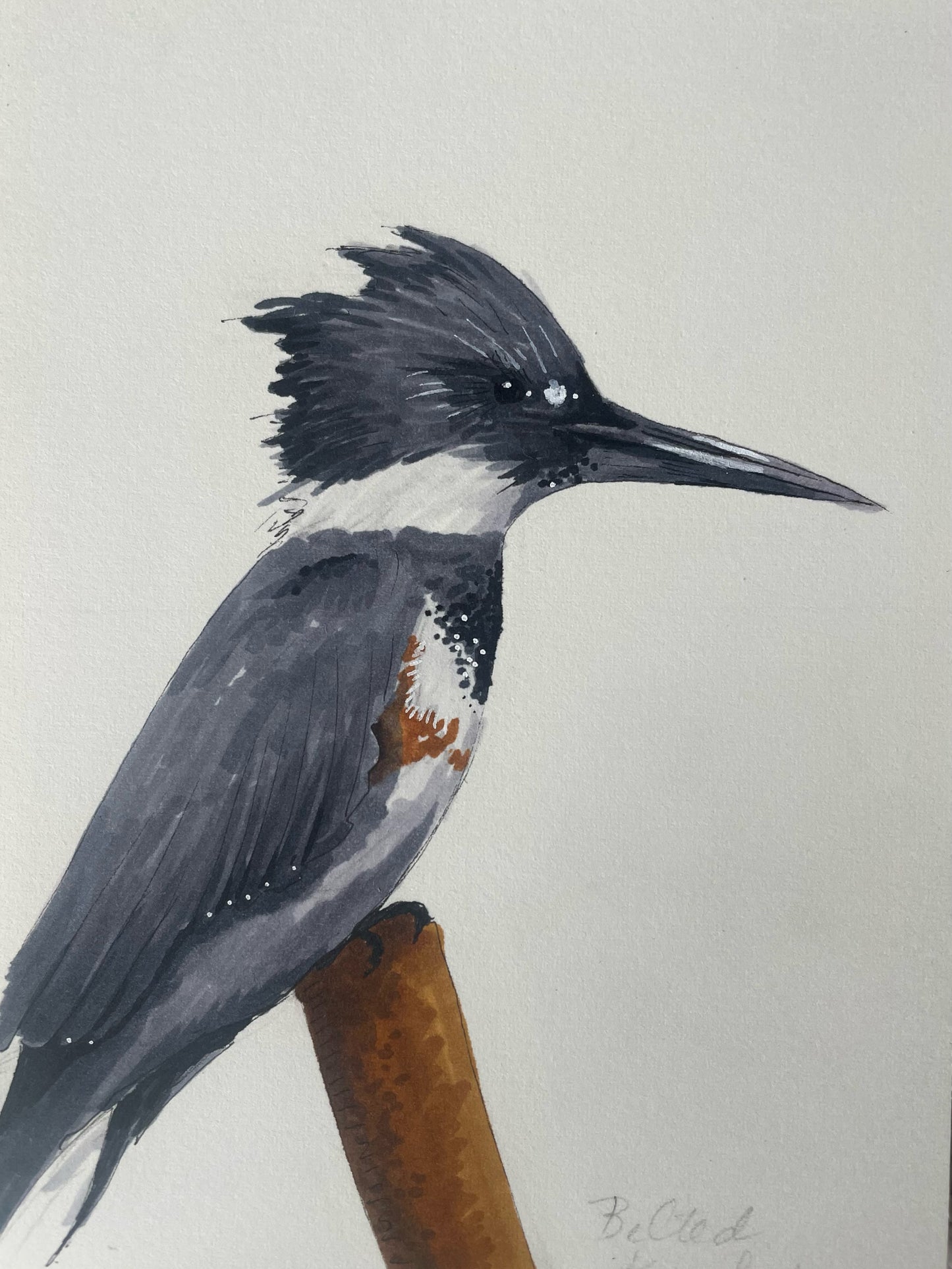 Kingfisher Print