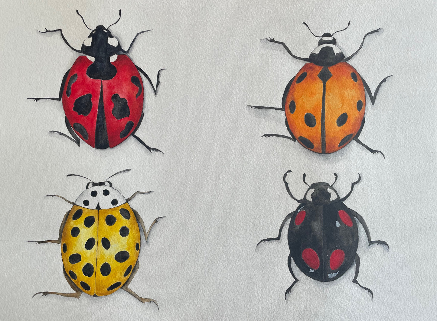 My LadyBug Series