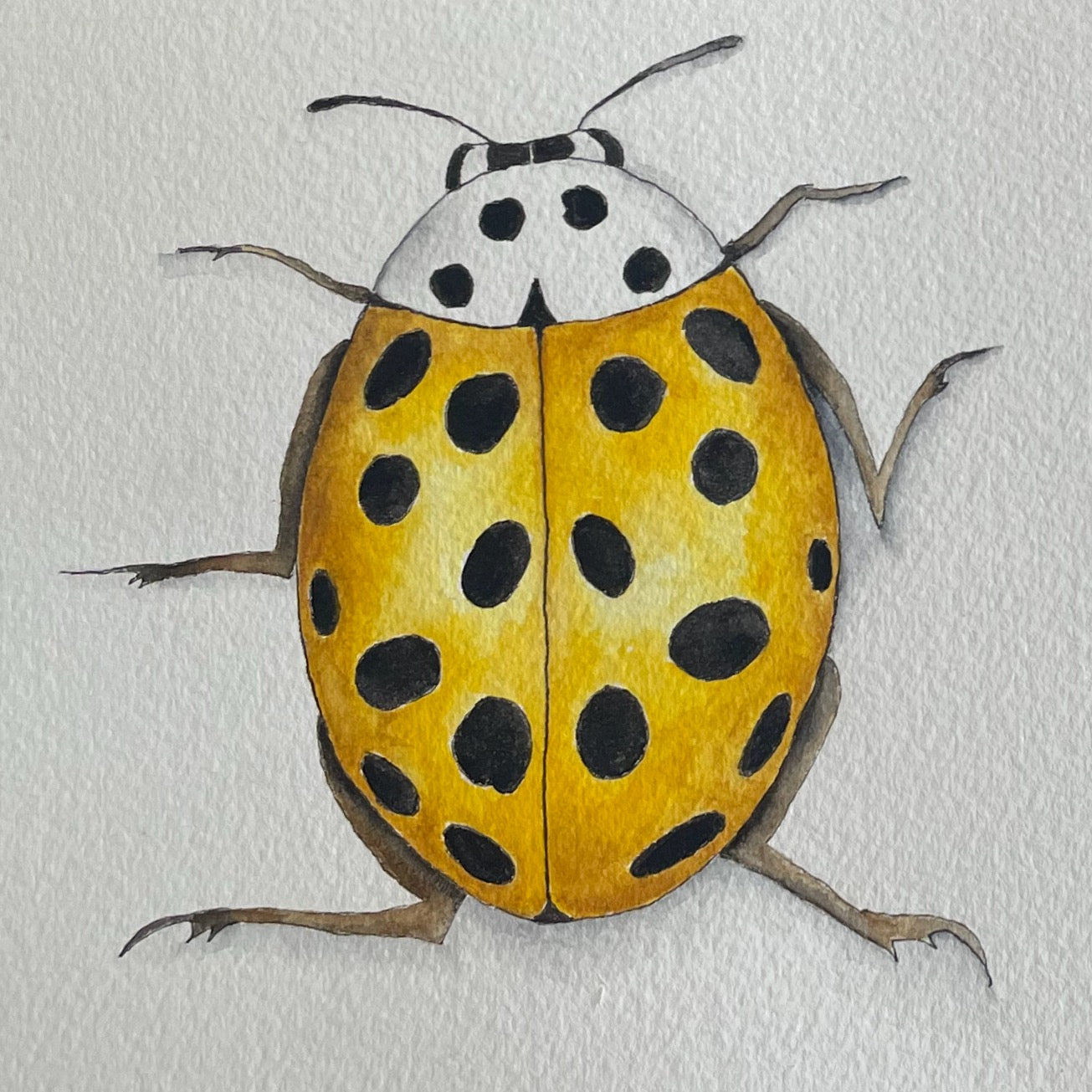 Yellow LadyBug