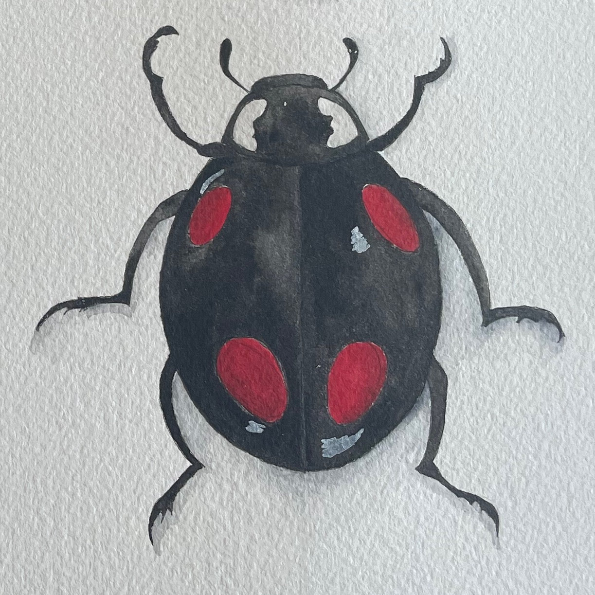 Twice Stabbed Lady Beetle