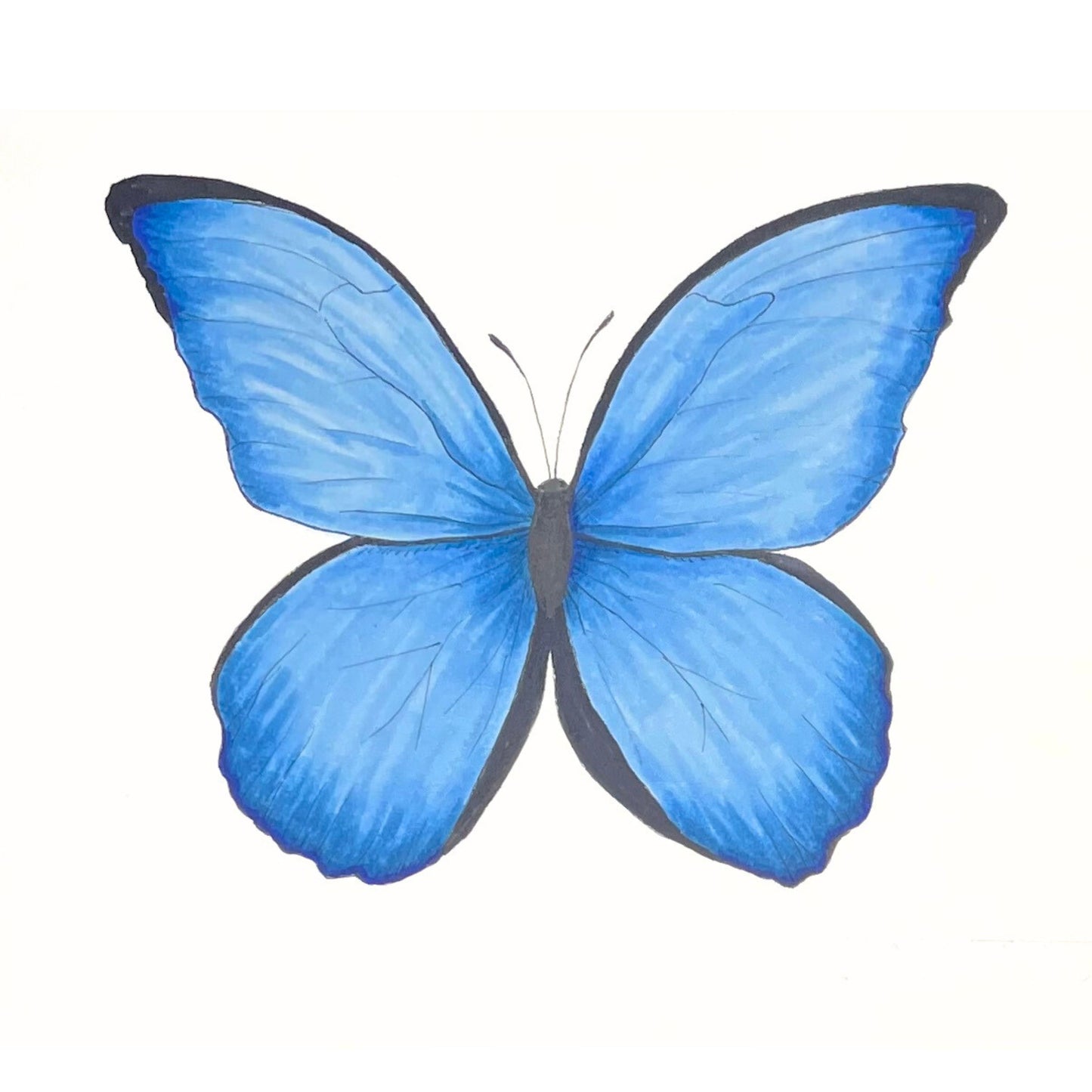 Morpho Butterfly