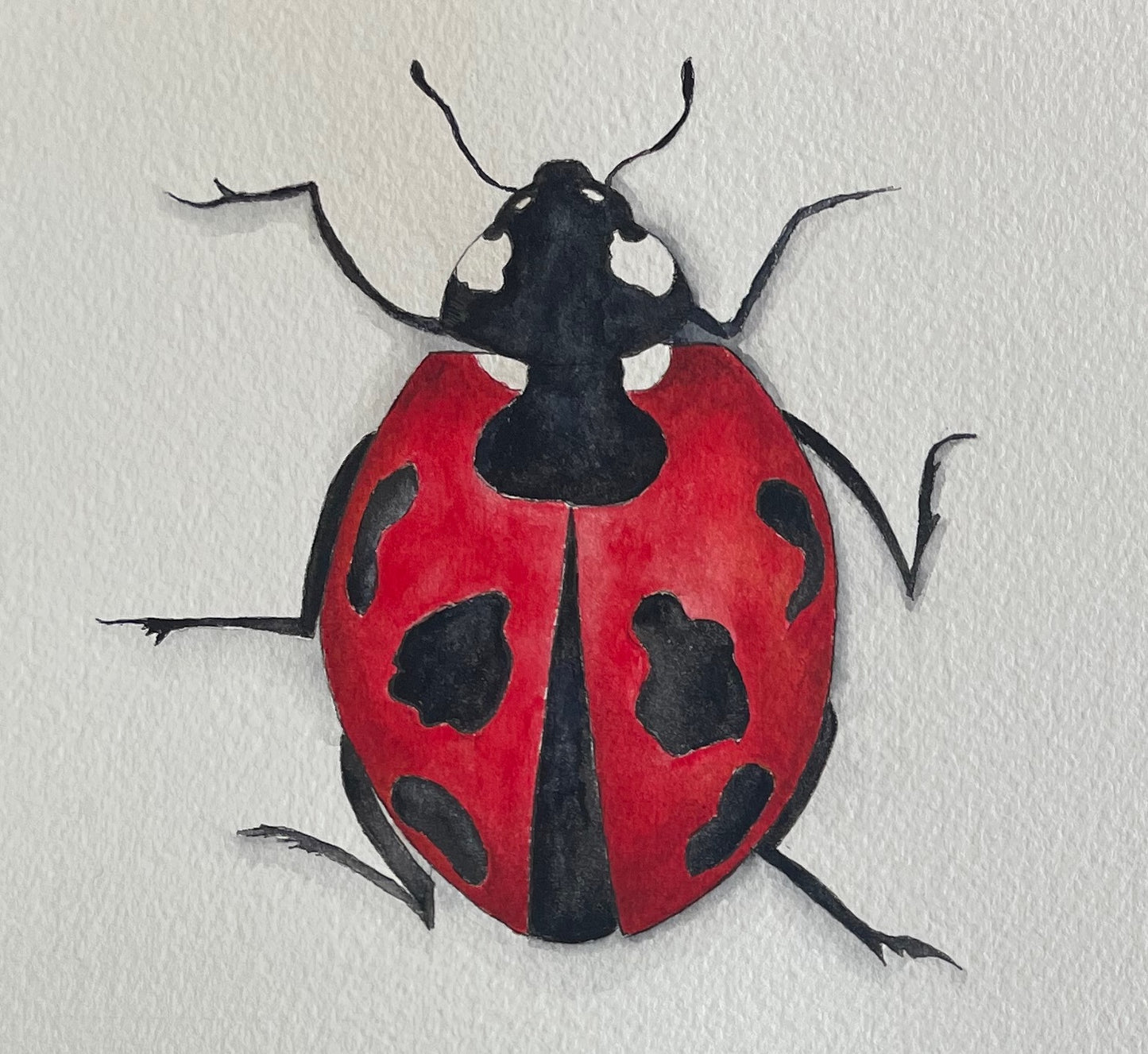 Seven-Spot Ladybird