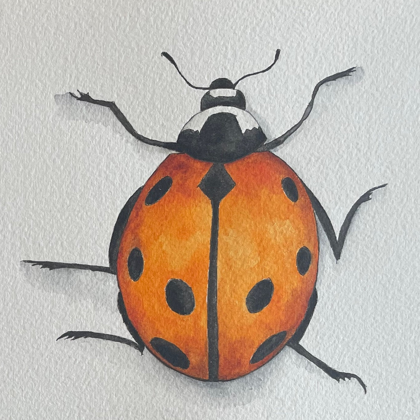 Nine Spotted LadyBug