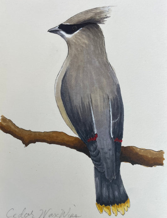 Cedar Wax Wing Print